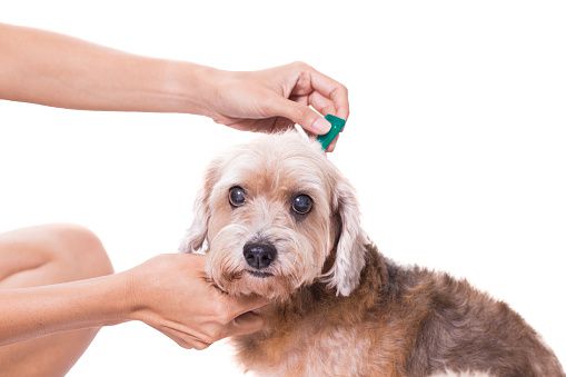 a dog with a flea comb