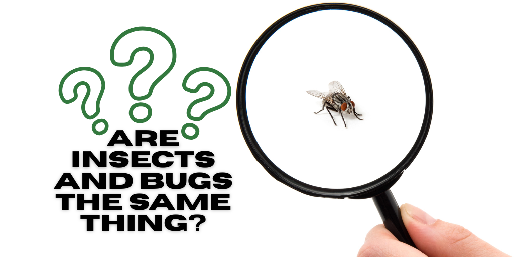 a fly under a magnifying glass