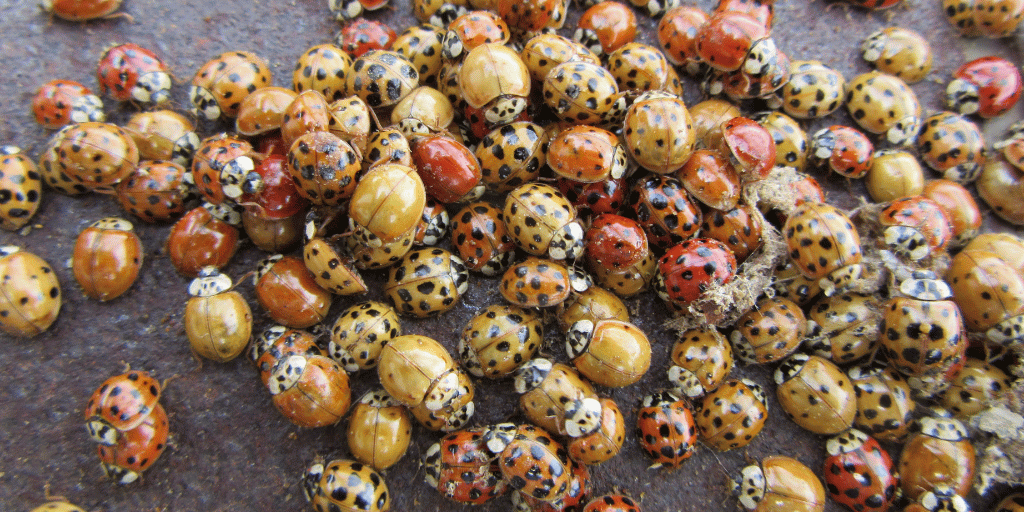 an infestation of asian lady beetles