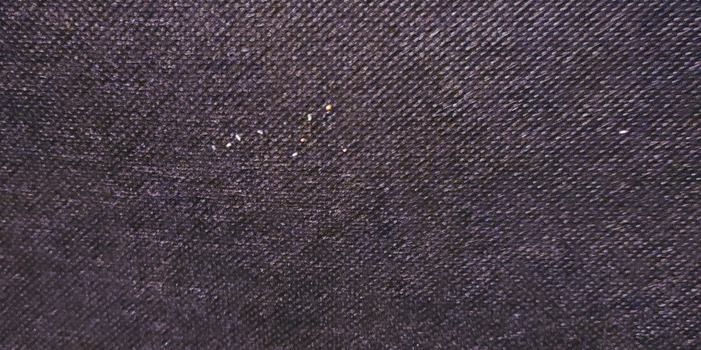 bed bug eggs on boxs pring