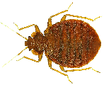 Photo of common pest