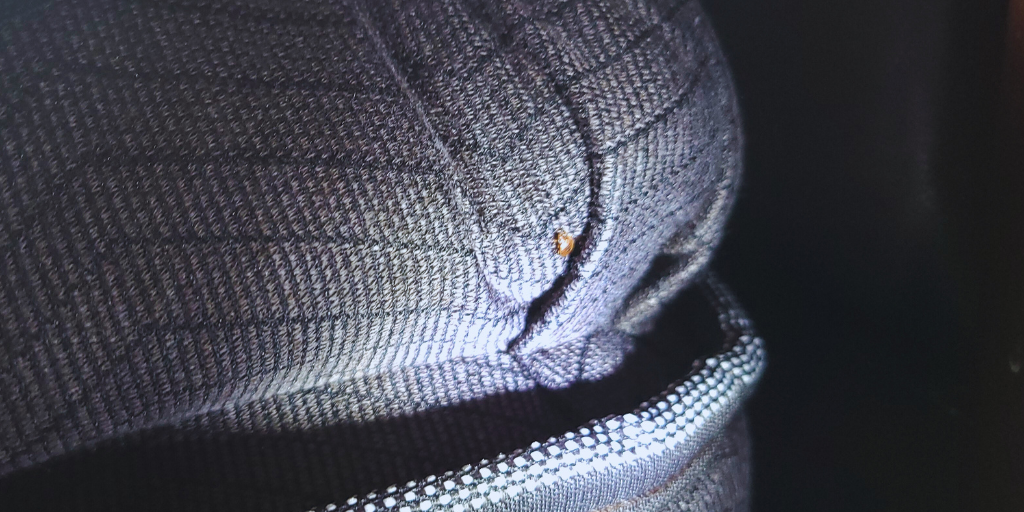 an adult bed bug on a mattress seam