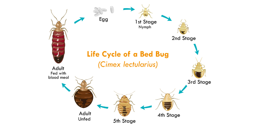 graphic of bed bug life cycle