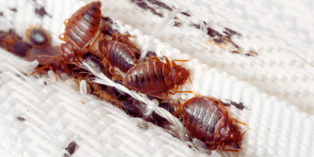 a bed bug infestation on a mattress