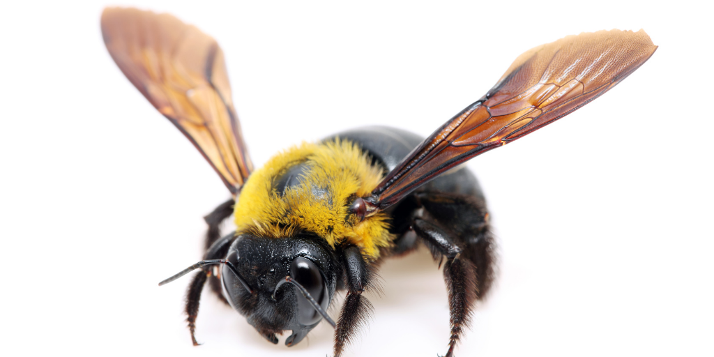 a single carpenter bee on a white backgroun