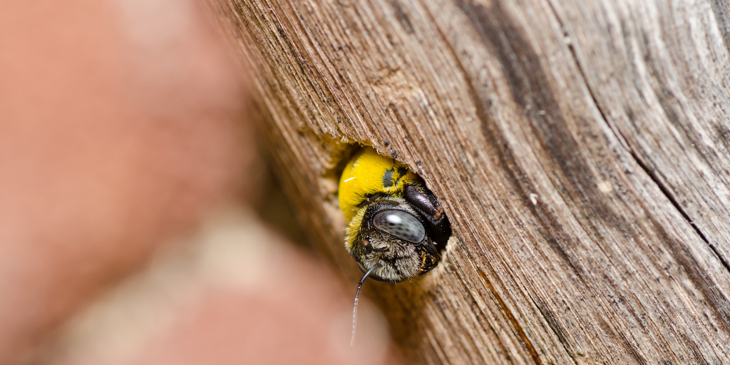 a carpenter bee inside their nest in wood