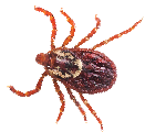 Photo of common pest