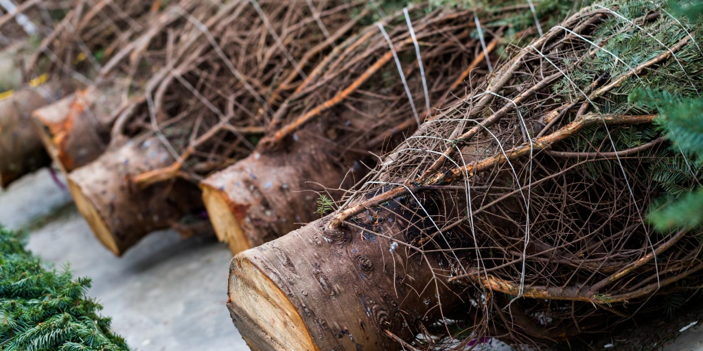 a freshly cut down trees lined up in a row