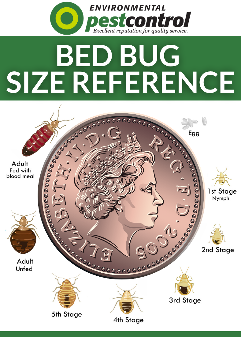 a bed bug sizing guide graphic