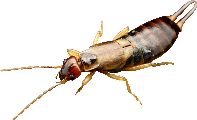 Photo of common pest