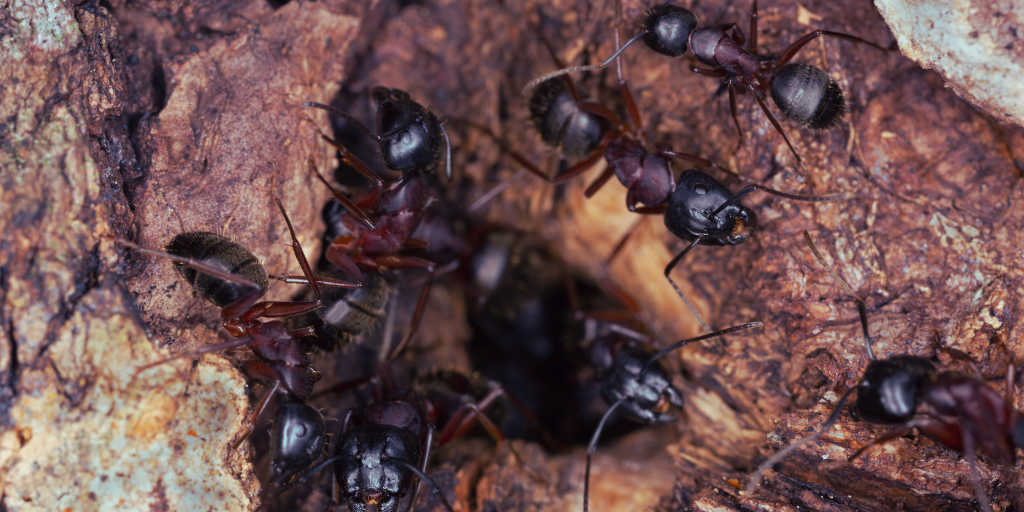 carpenter ants tunneling in wood