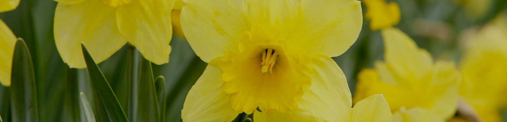 Environmental Pest Control is your local Kemble pest control company. Contact us for Exterminator Kemble Services