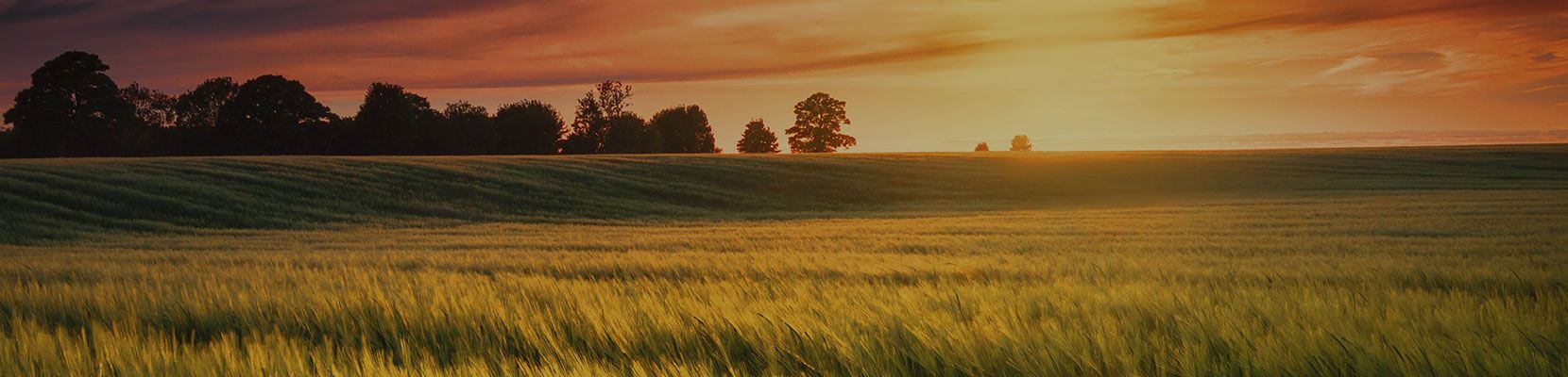 Environmental Pest Control is your local Meaford pest control company. Contact us for Exterminator Meaford Services.