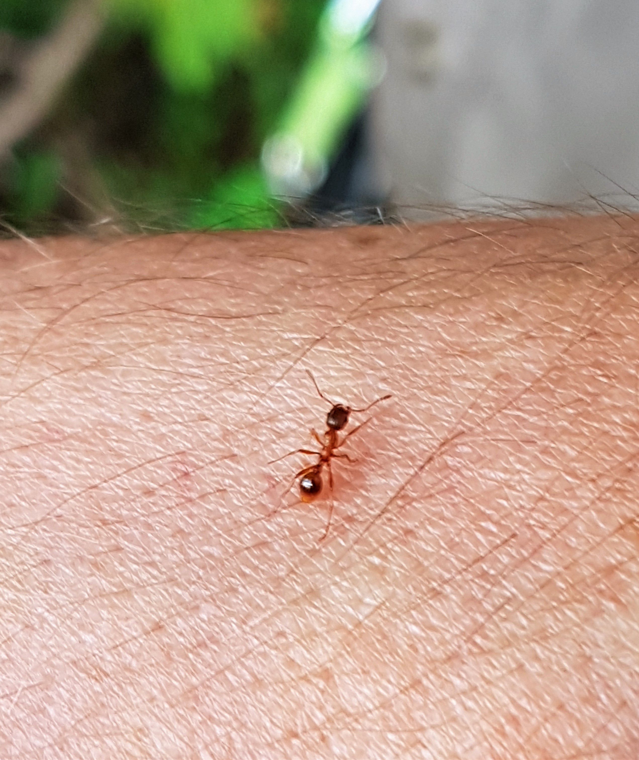 European Fire Ant on an arm