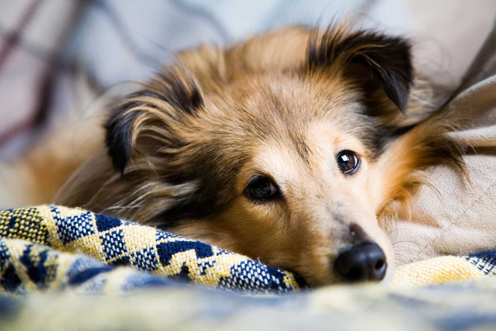 a dog laying on a blue blanket