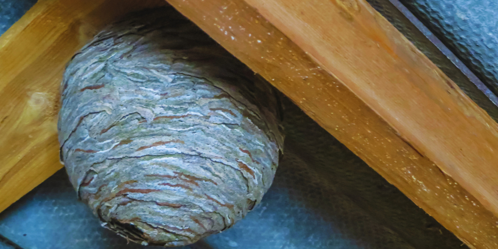 a wasp nest under a roof