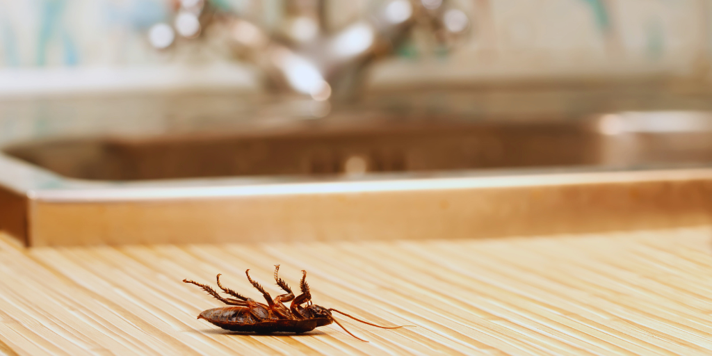dead cockroach no a counter