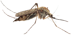 Photo of common pest