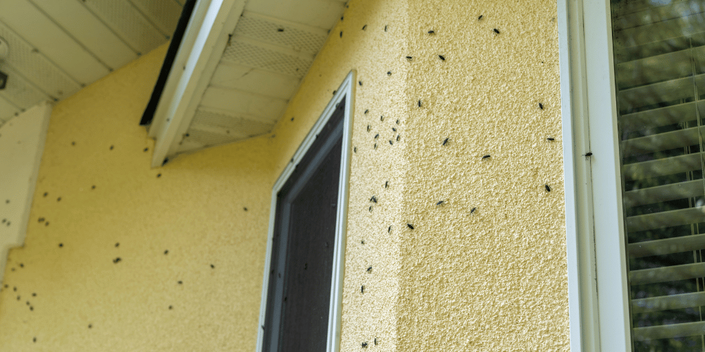 a yellow home with boxelder bugs on it