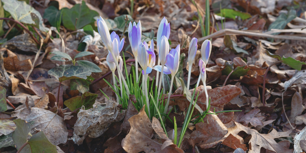 spring flowers emerging from the ground