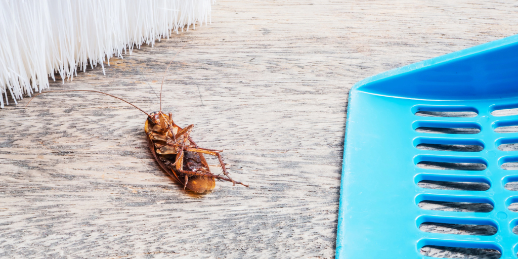 a dead cockroach being swept up