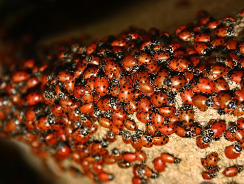 a swarm of lady bugs