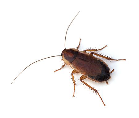 a single german cockroach on a  white background