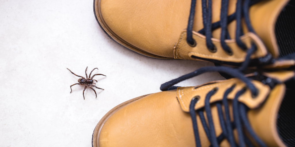a spider between 2 brown boots