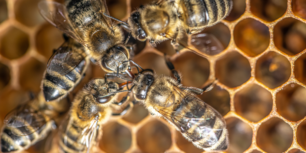 honey bees on a comb