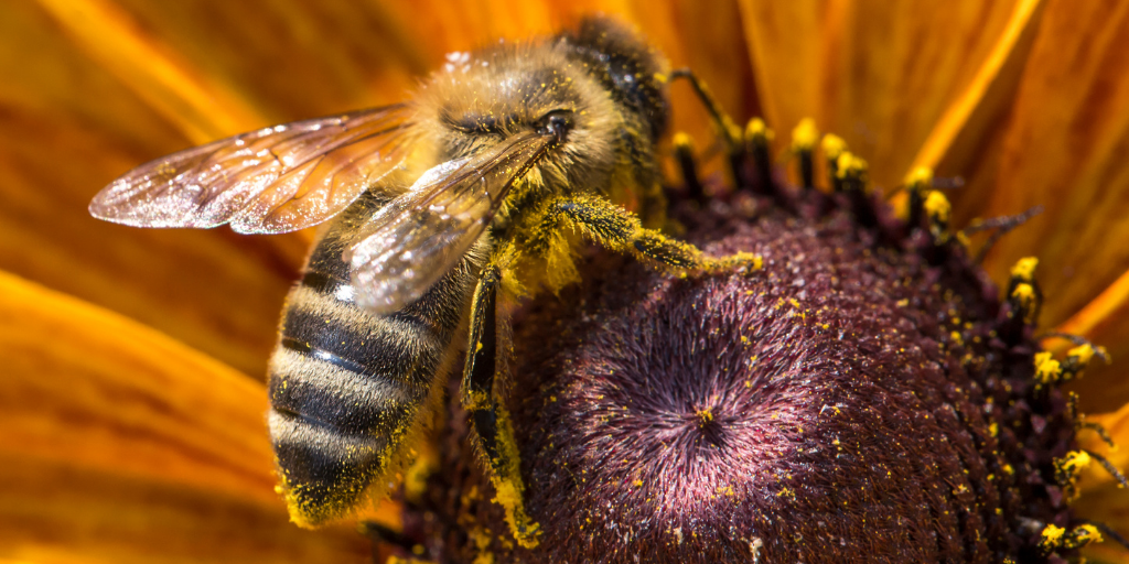 a honeybee covered in pollen on a sunflower