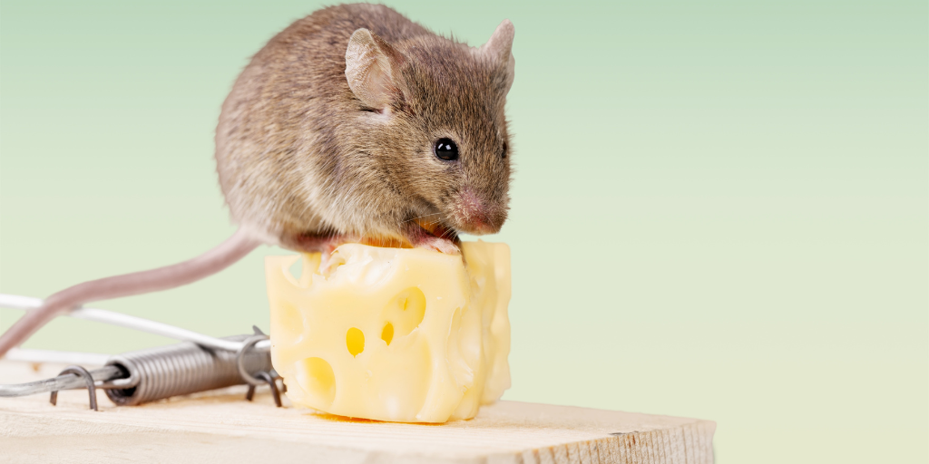 a grey mouse sitting on orange cheese