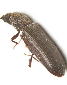 a single powderpost beetle
