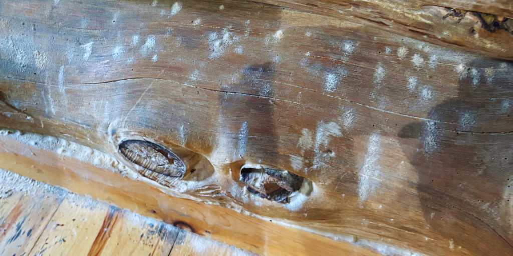 damage caused to wood by powderpost beetle