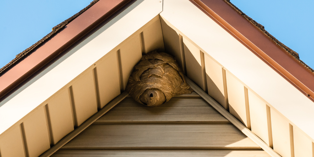 a wasp nest under an roof peak of a house