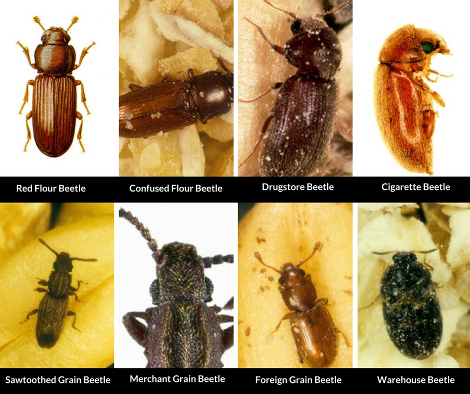 Common pantry beetles in Canada